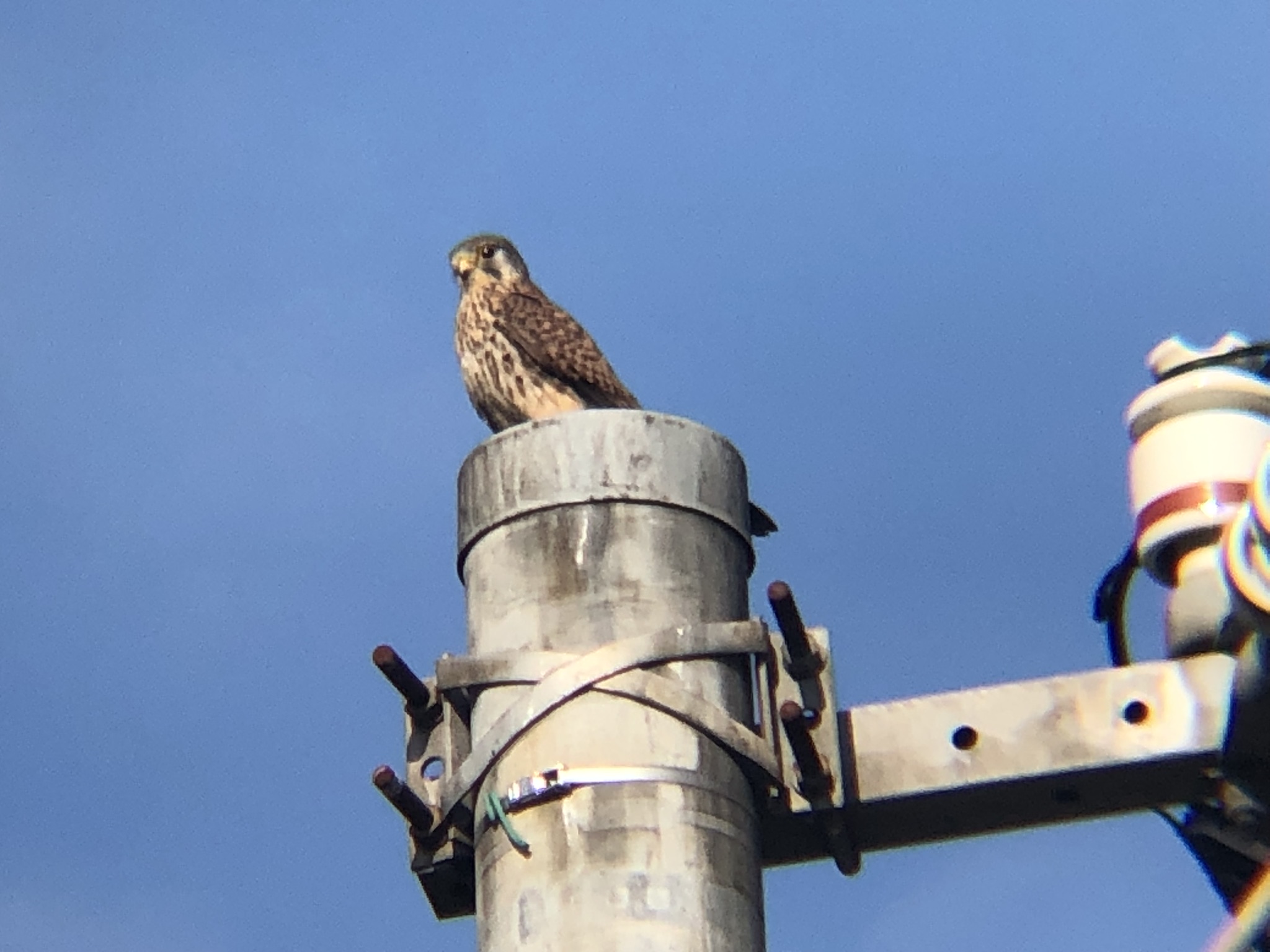 牟礼町 チョウゲンボウ 12月