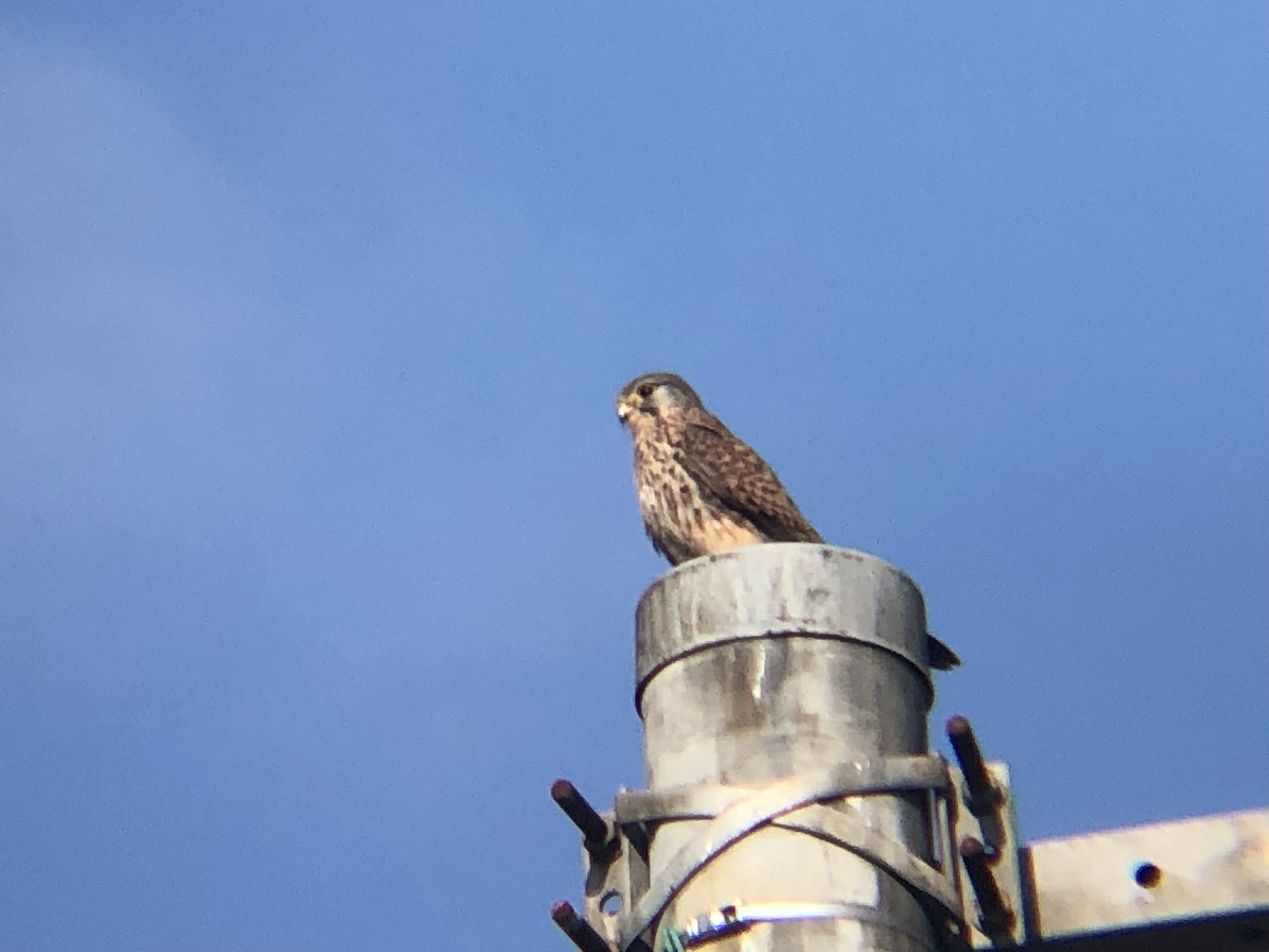 牟礼町 チョウゲンボウ 12月