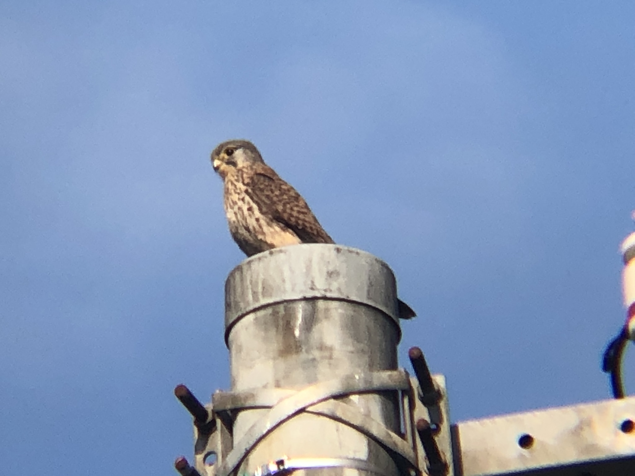 牟礼町 チョウゲンボウ 12月