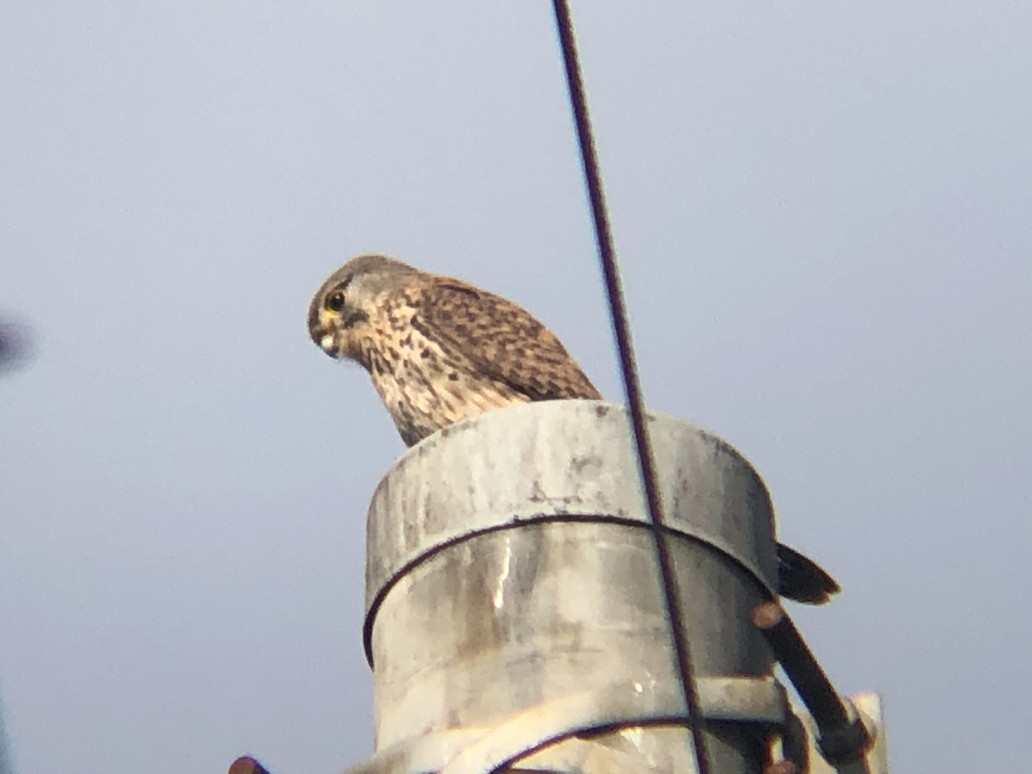 牟礼町 チョウゲンボウ 12月