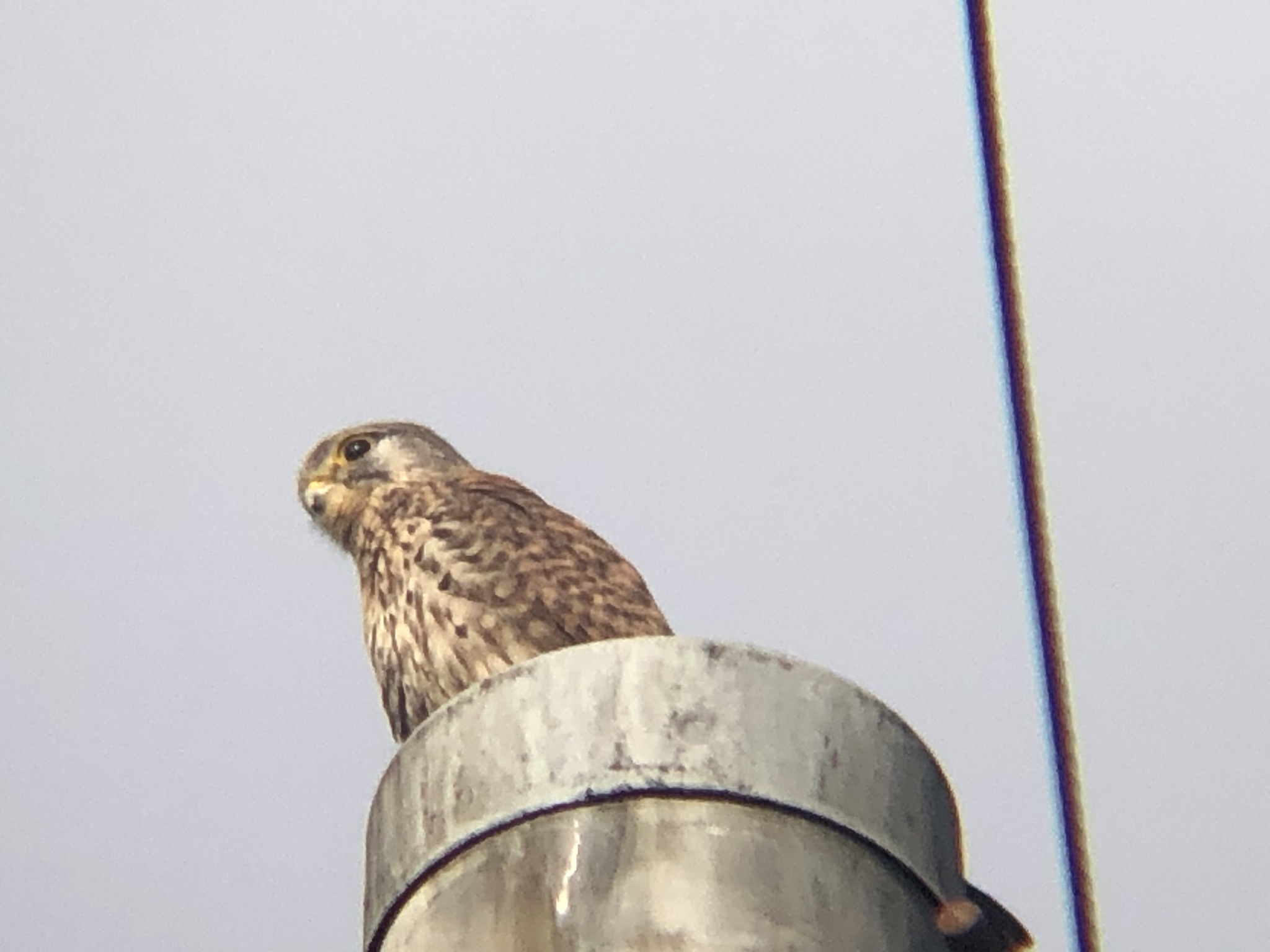牟礼町 チョウゲンボウ 12月