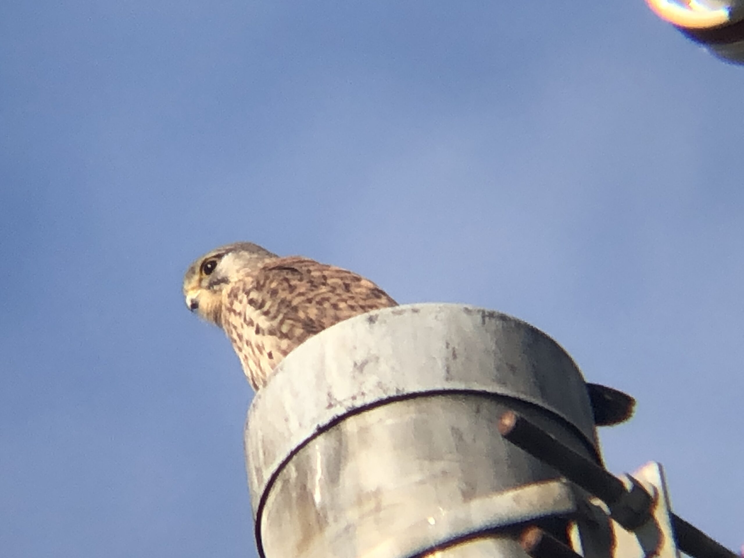 牟礼町 チョウゲンボウ 12月