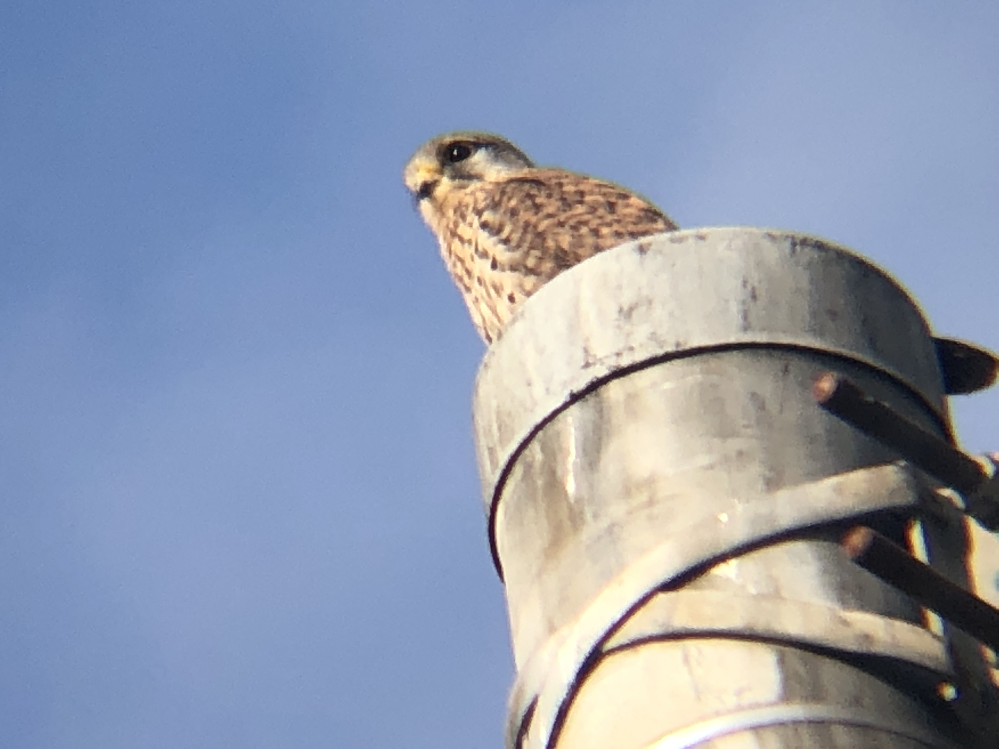 牟礼町 チョウゲンボウ 12月