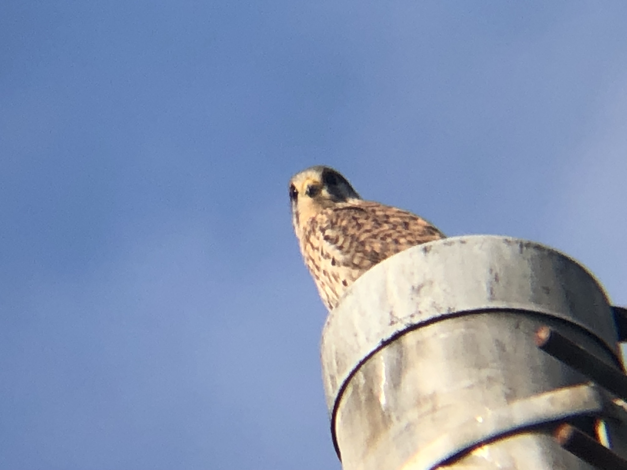 牟礼町 チョウゲンボウ 12月