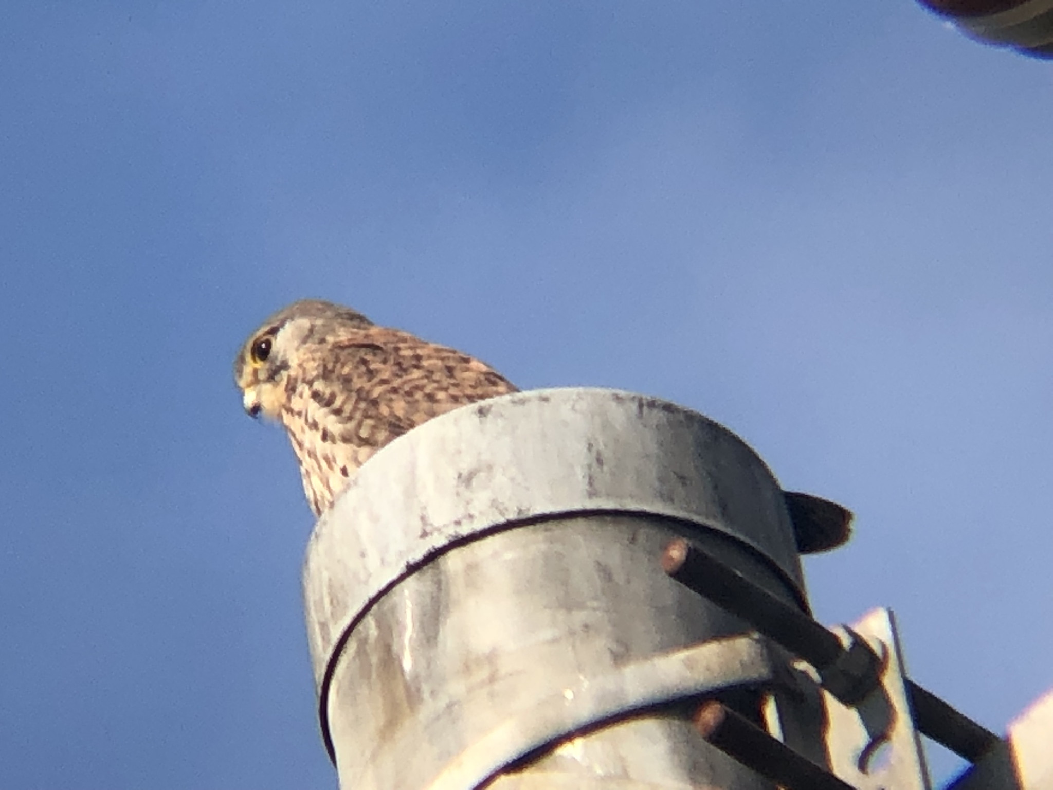 牟礼町 チョウゲンボウ 12月