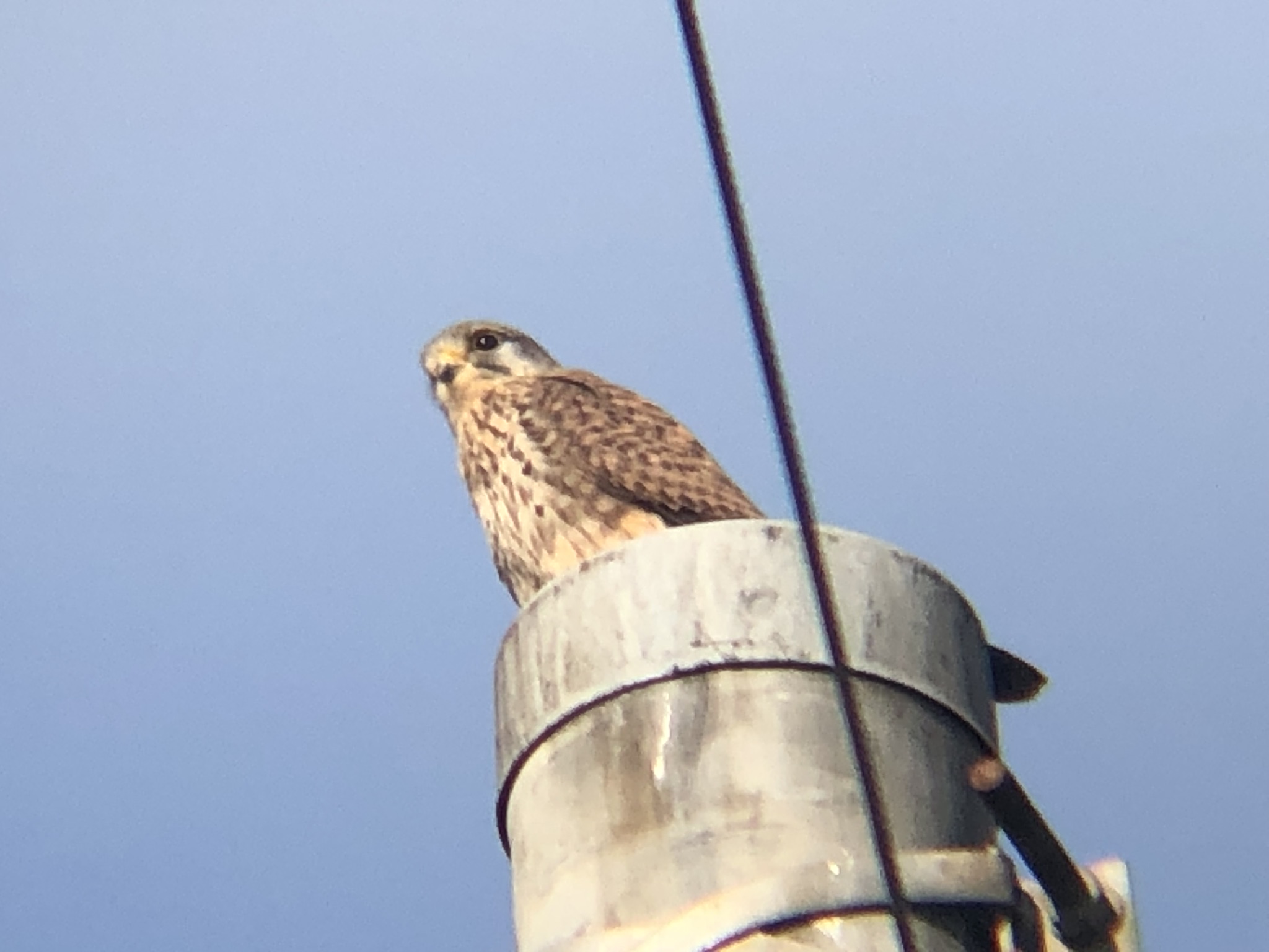 牟礼町 チョウゲンボウ 12月