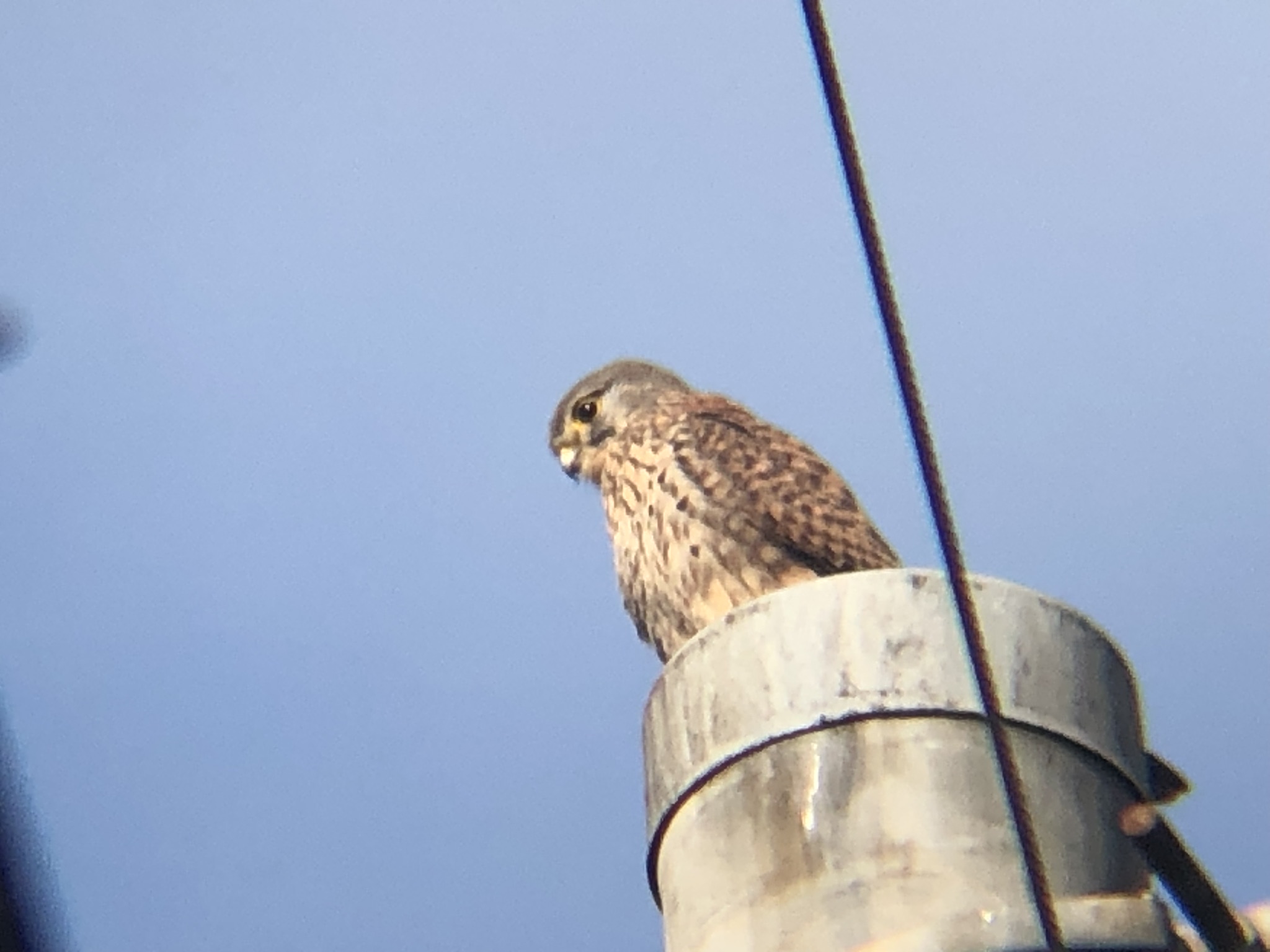 牟礼町 チョウゲンボウ 12月