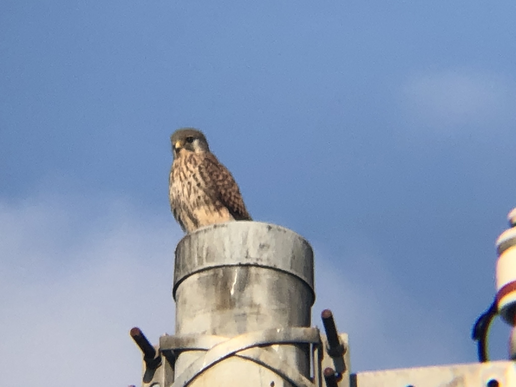 牟礼町 チョウゲンボウ 12月