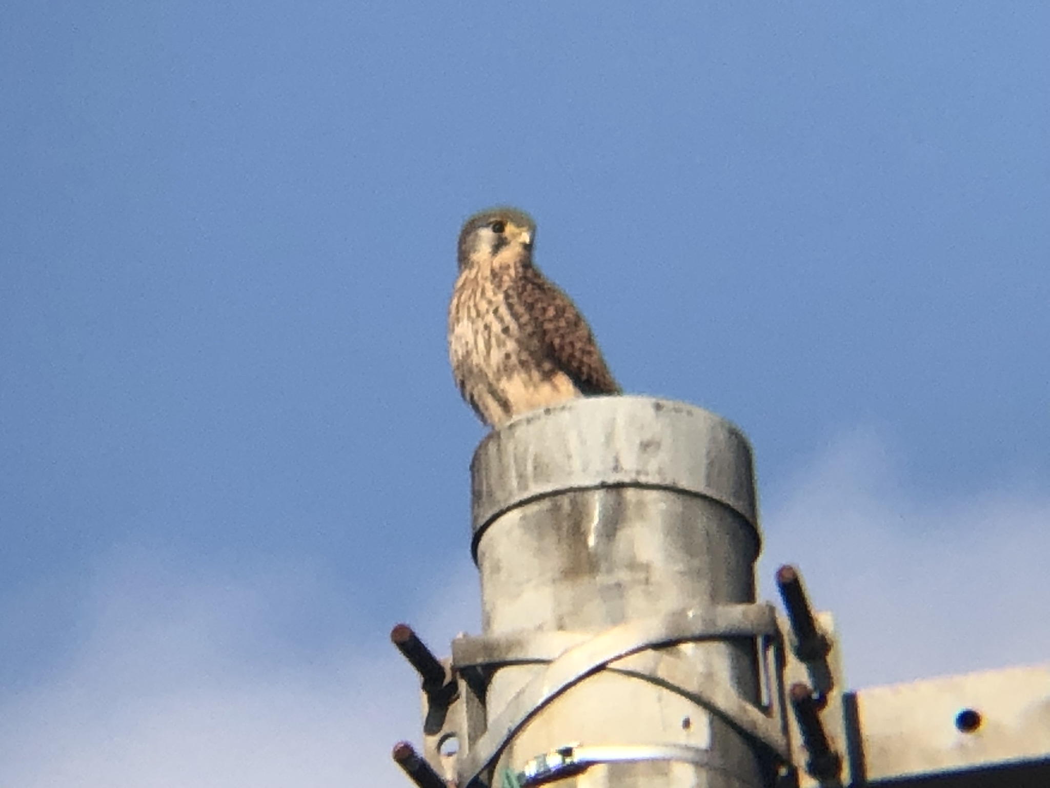 牟礼町 チョウゲンボウ 12月
