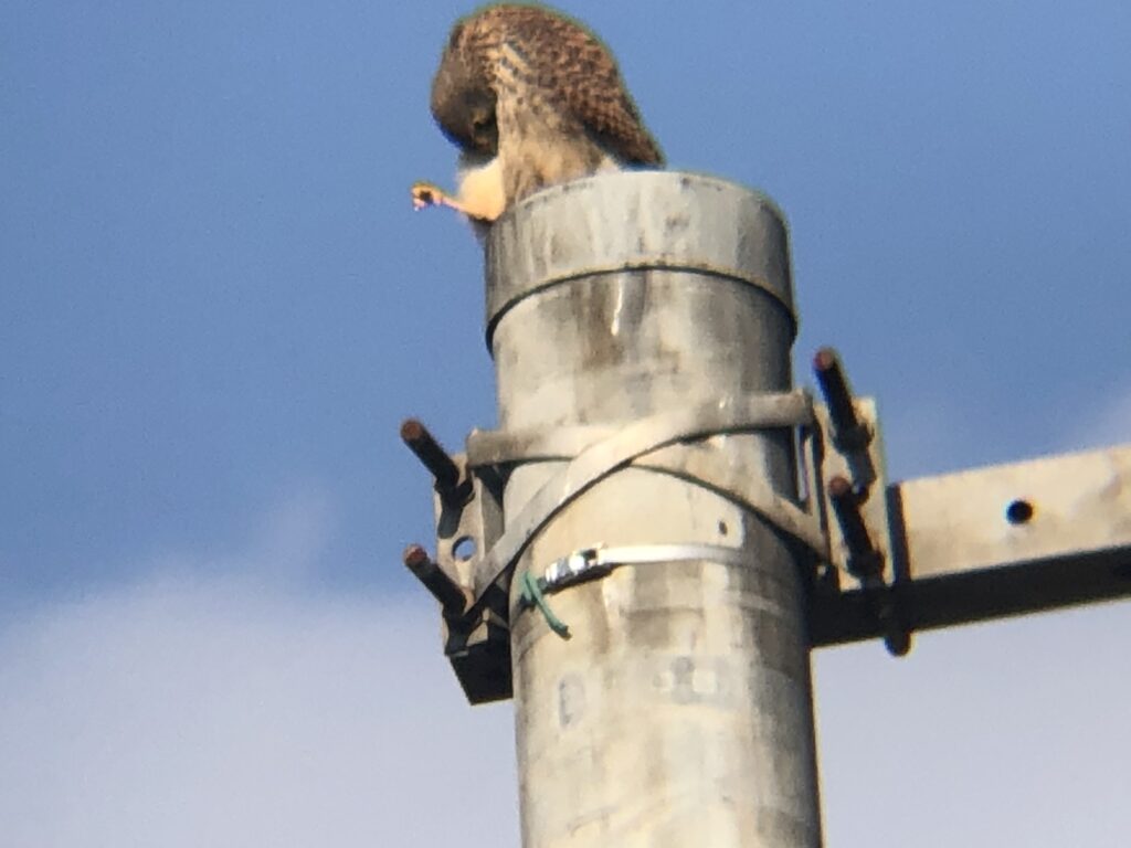 牟礼町 チョウゲンボウ 12月