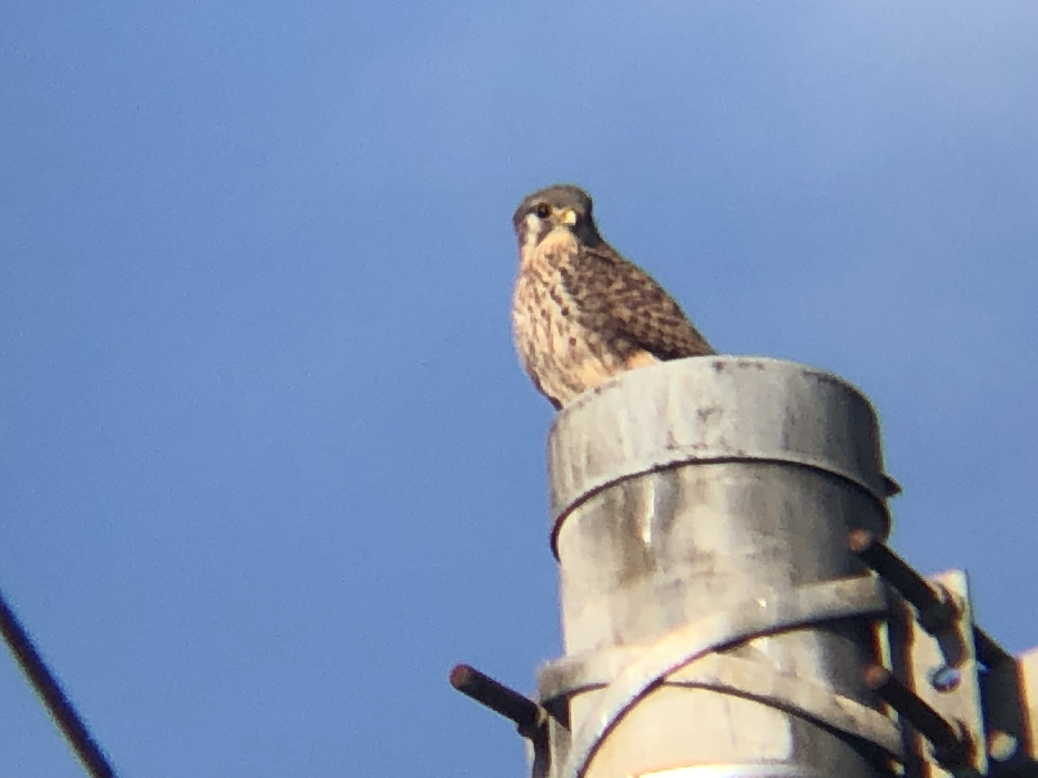 牟礼町 チョウゲンボウ 12月