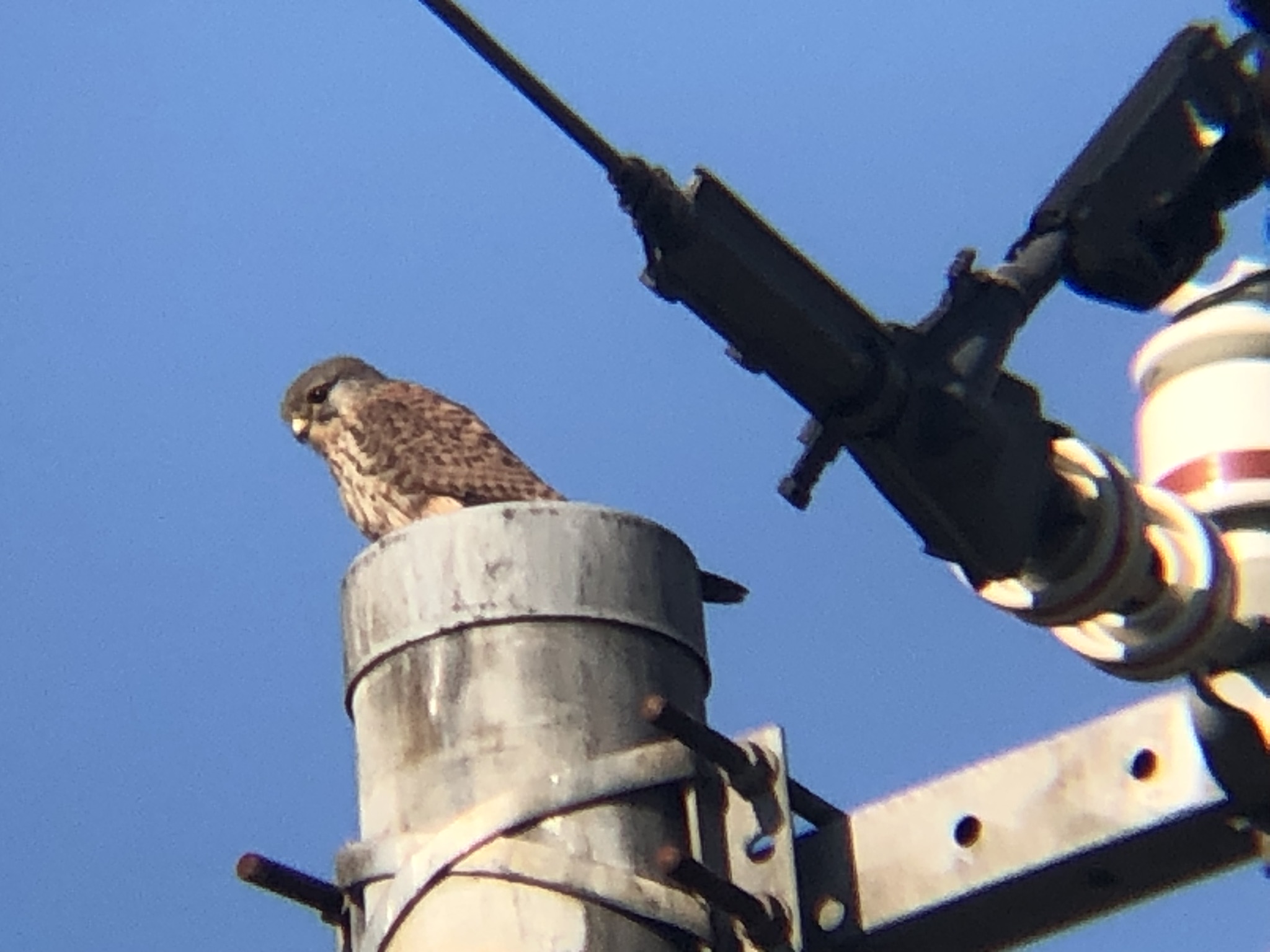 牟礼町 チョウゲンボウ 12月