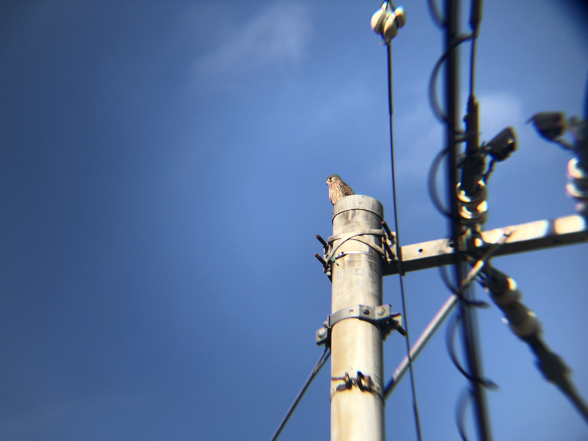 牟礼町 チョウゲンボウ 12月