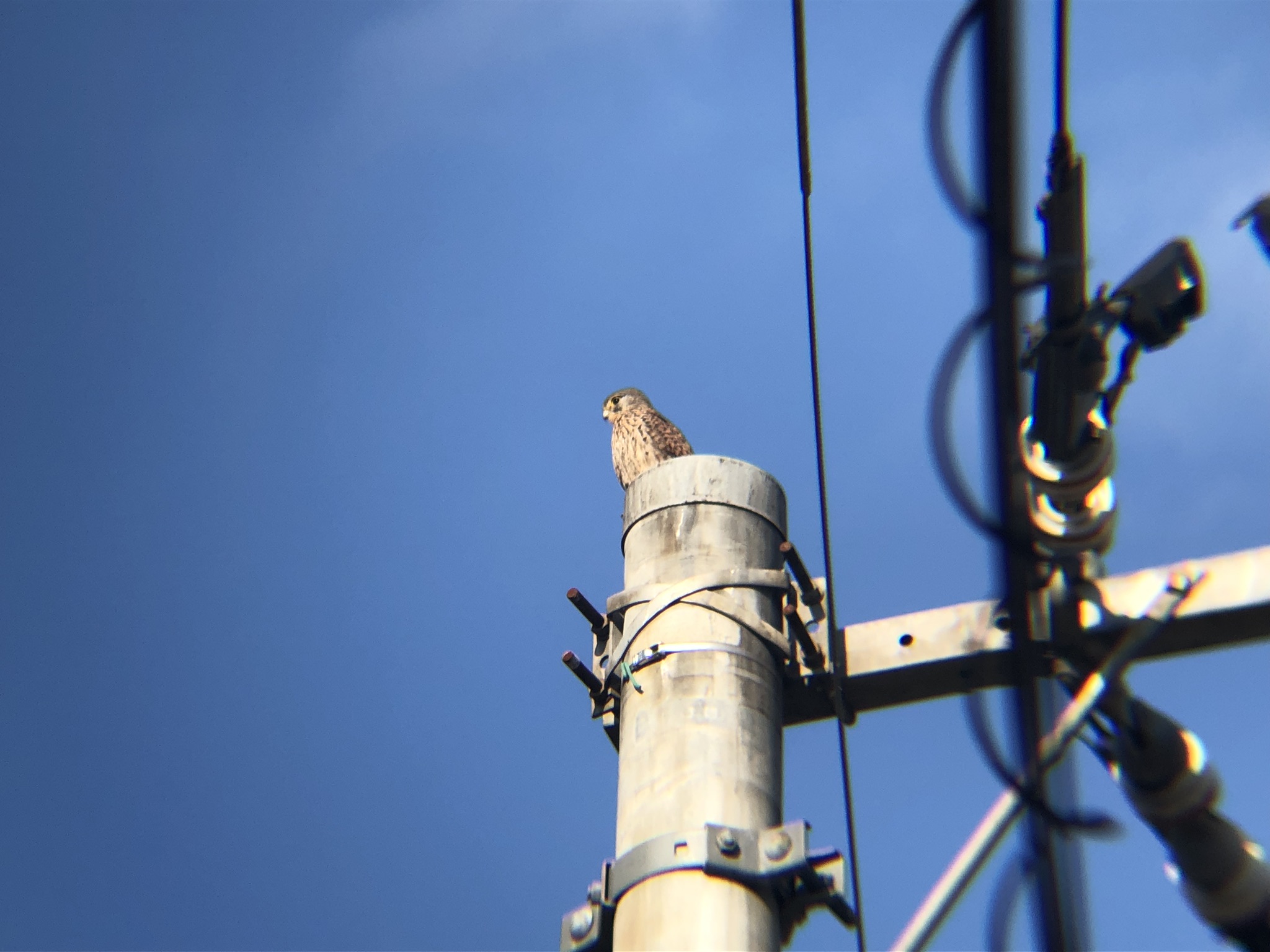 牟礼町 チョウゲンボウ 12月