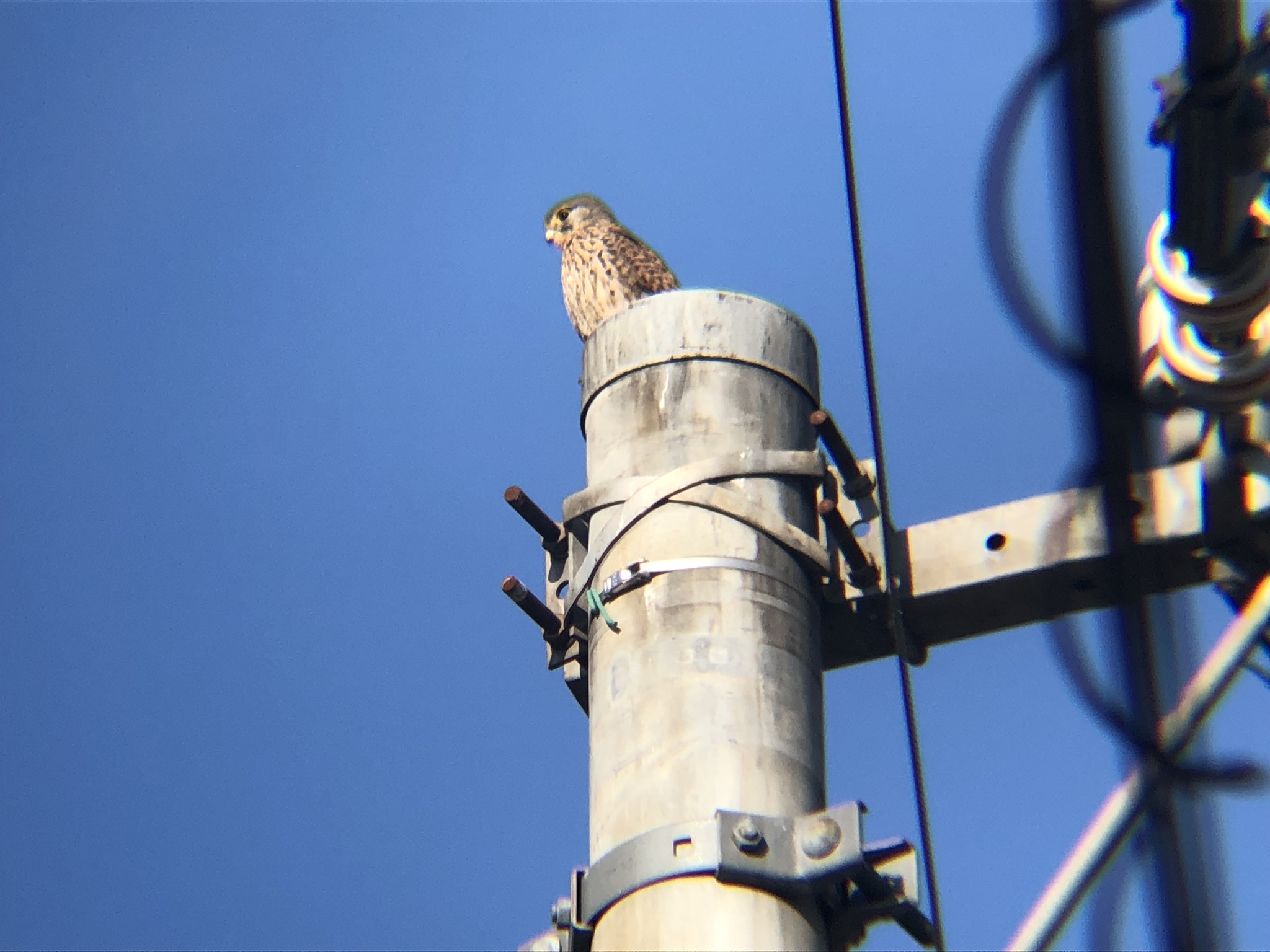 牟礼町 チョウゲンボウ 12月