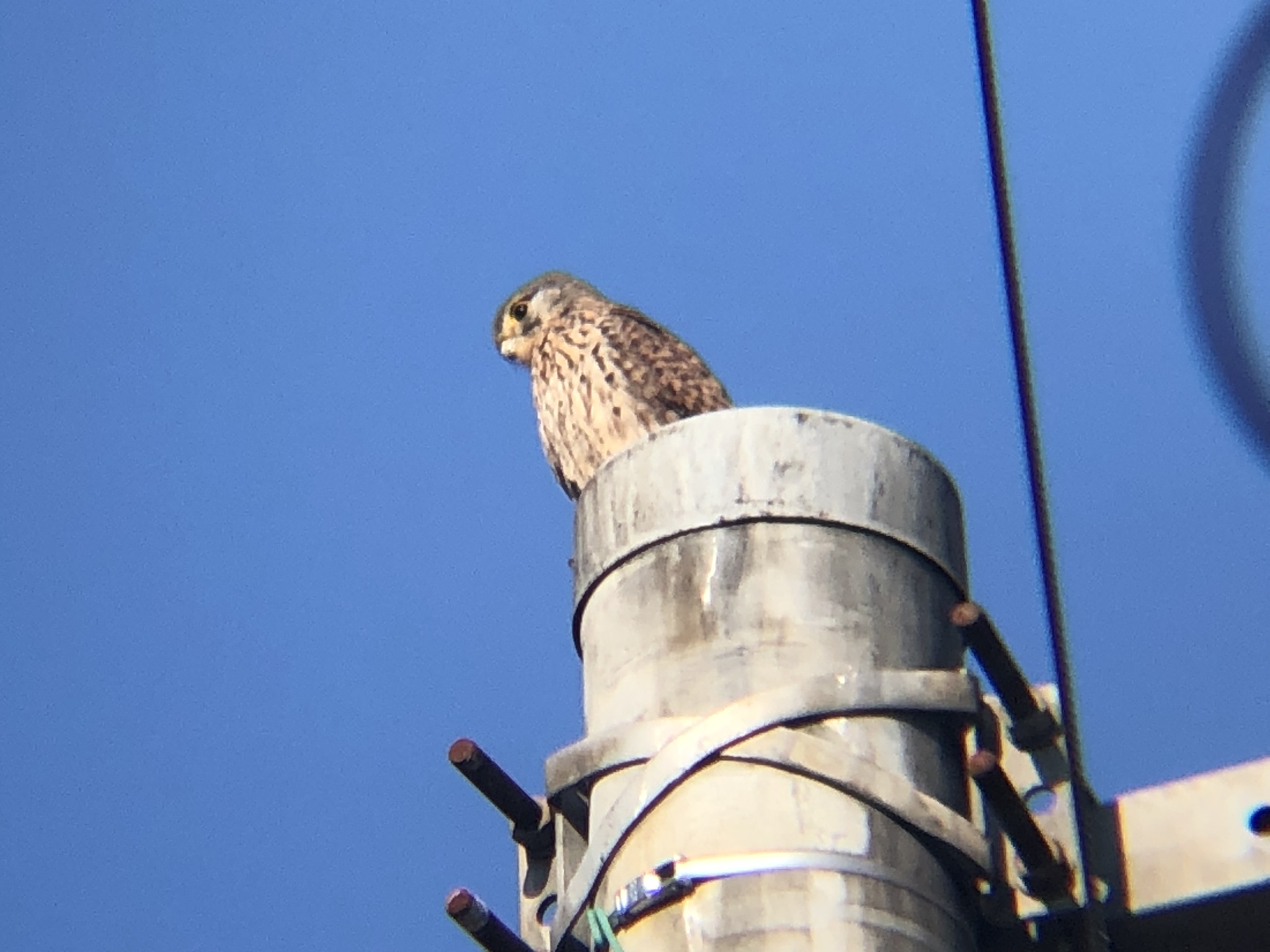 牟礼町 チョウゲンボウ 12月