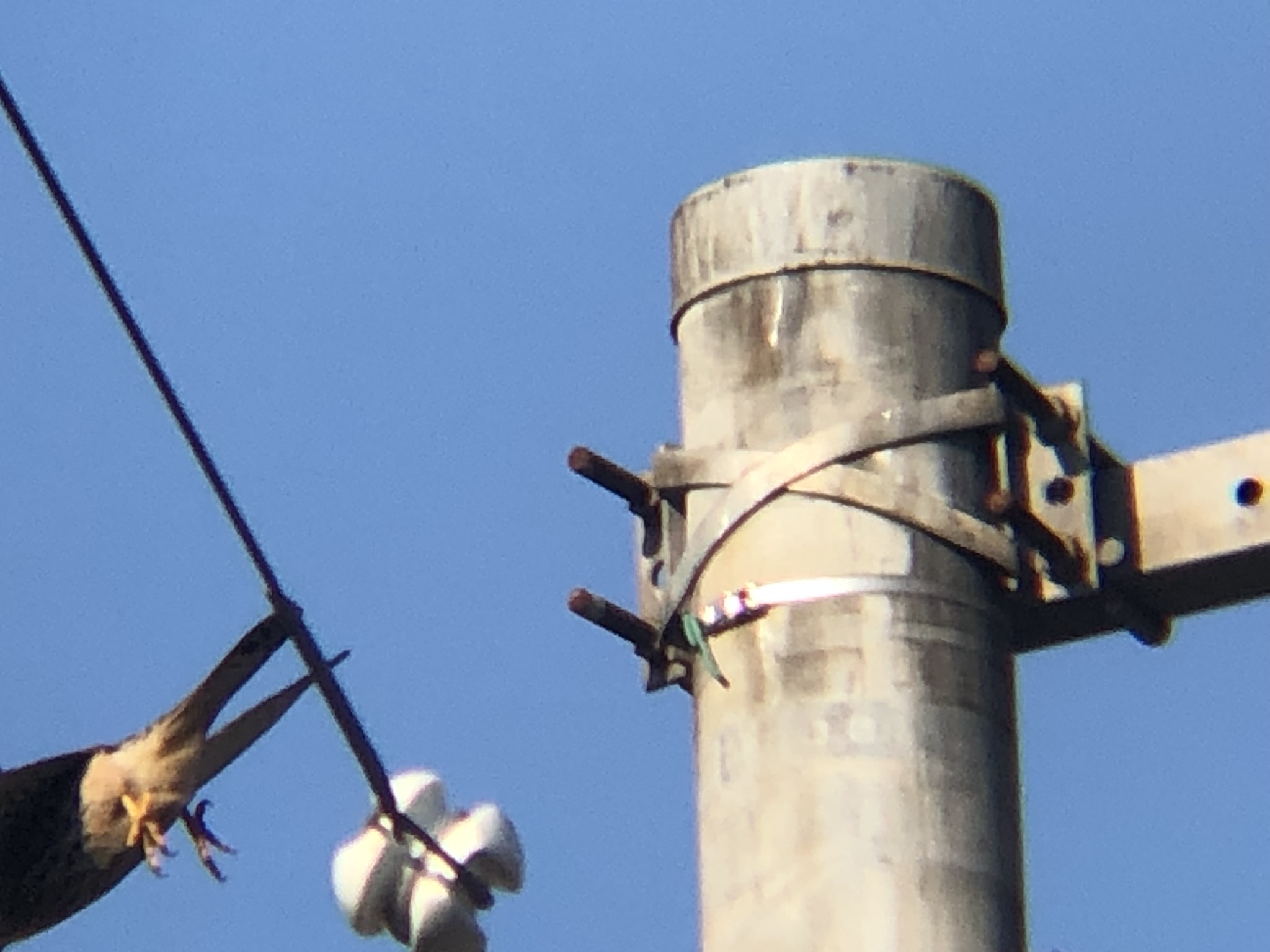 牟礼町 チョウゲンボウ 12月