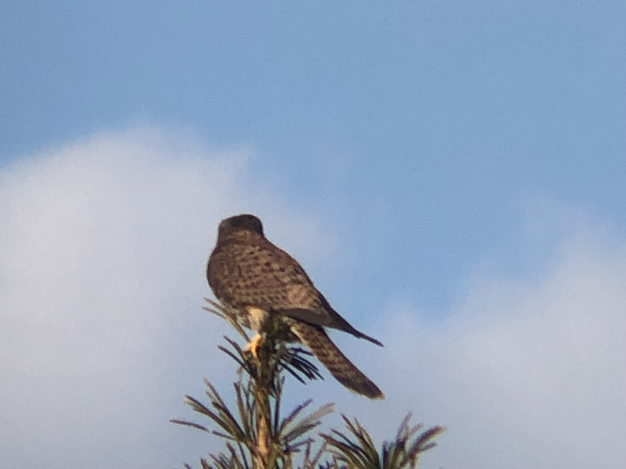 牟礼町 チョウゲンボウ 12月