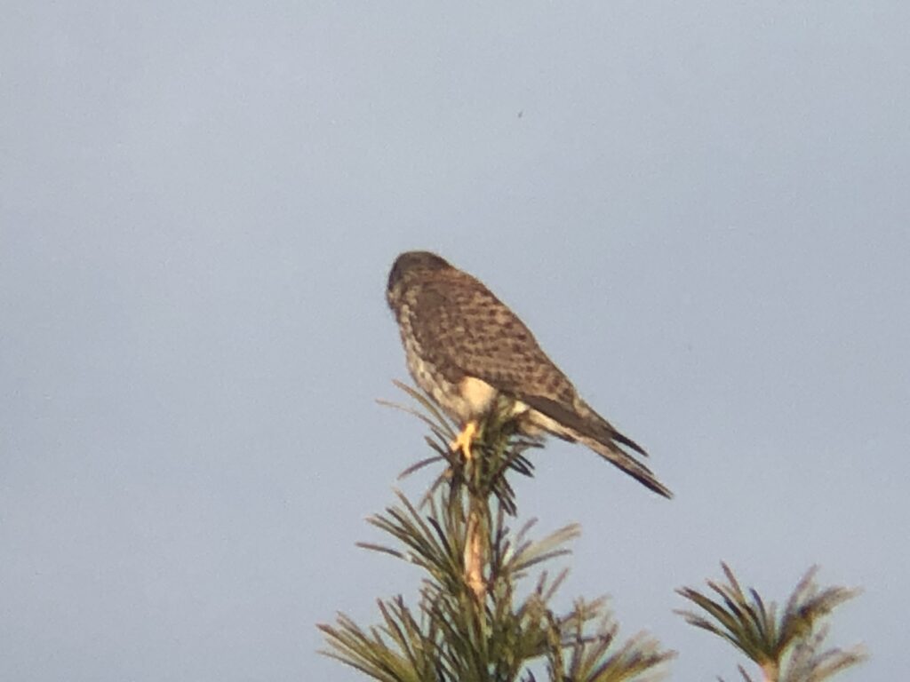 牟礼町 チョウゲンボウ 12月