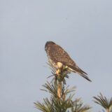 牟礼町 チョウゲンボウ 12月