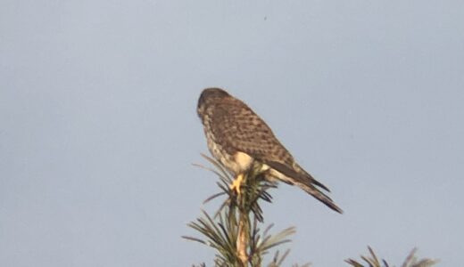 チョウゲンボウ（長元坊）