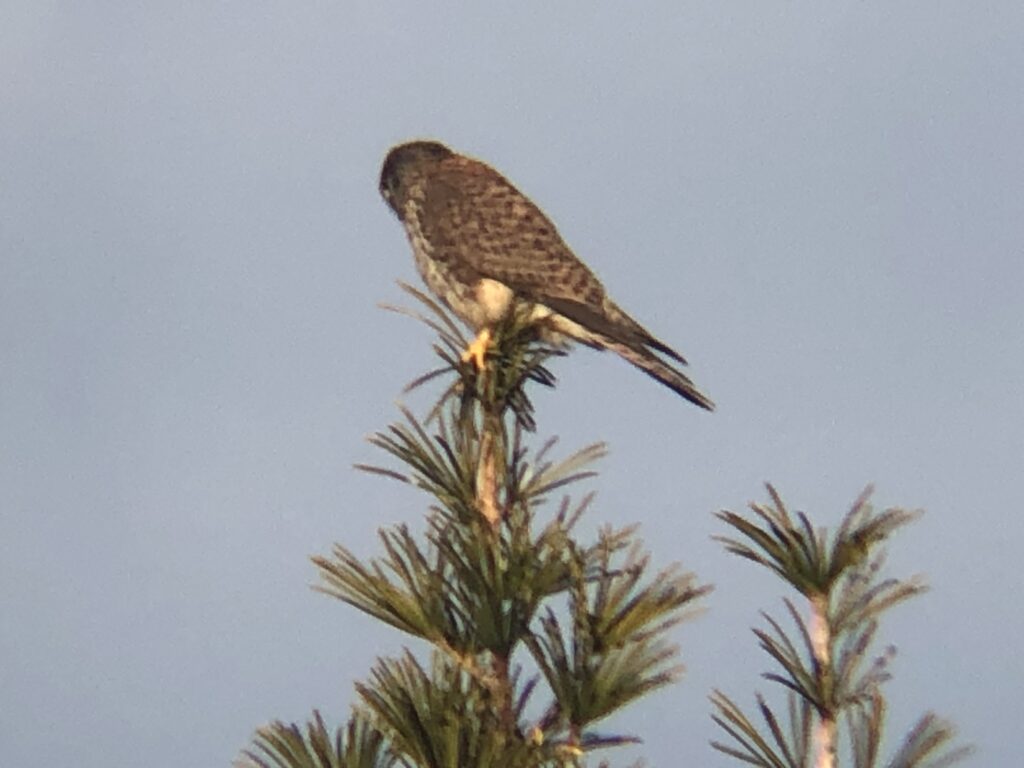 牟礼町 チョウゲンボウ 12月