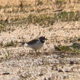 コチドリ 高松市屋島3月