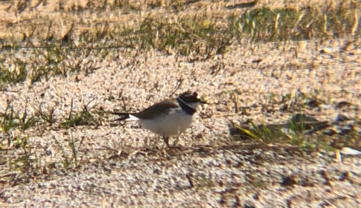 コチドリ（小千鳥）