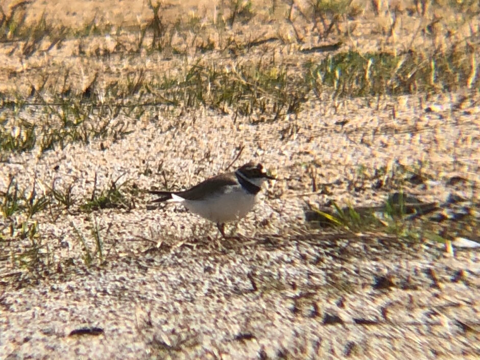 コチドリ 高松市屋島3月