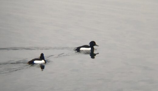 高松市三郎池 野鳥観察