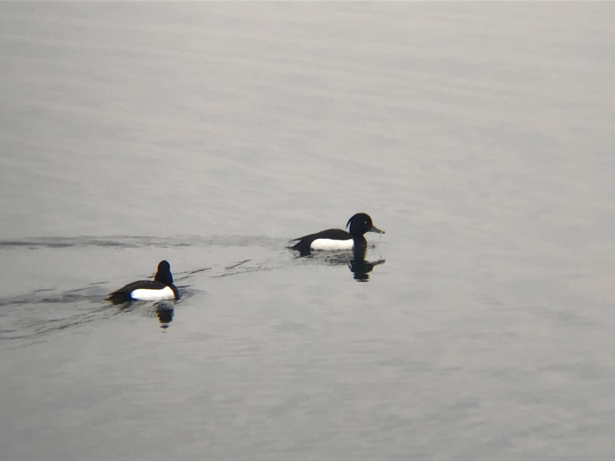 キンクロハジロ3月