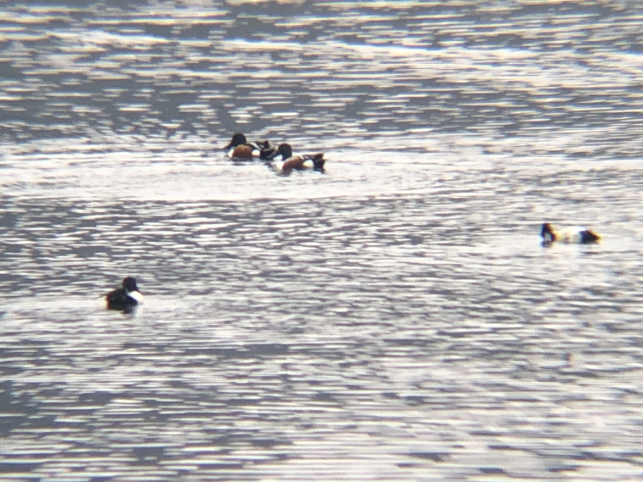 ハシビロガモ3月