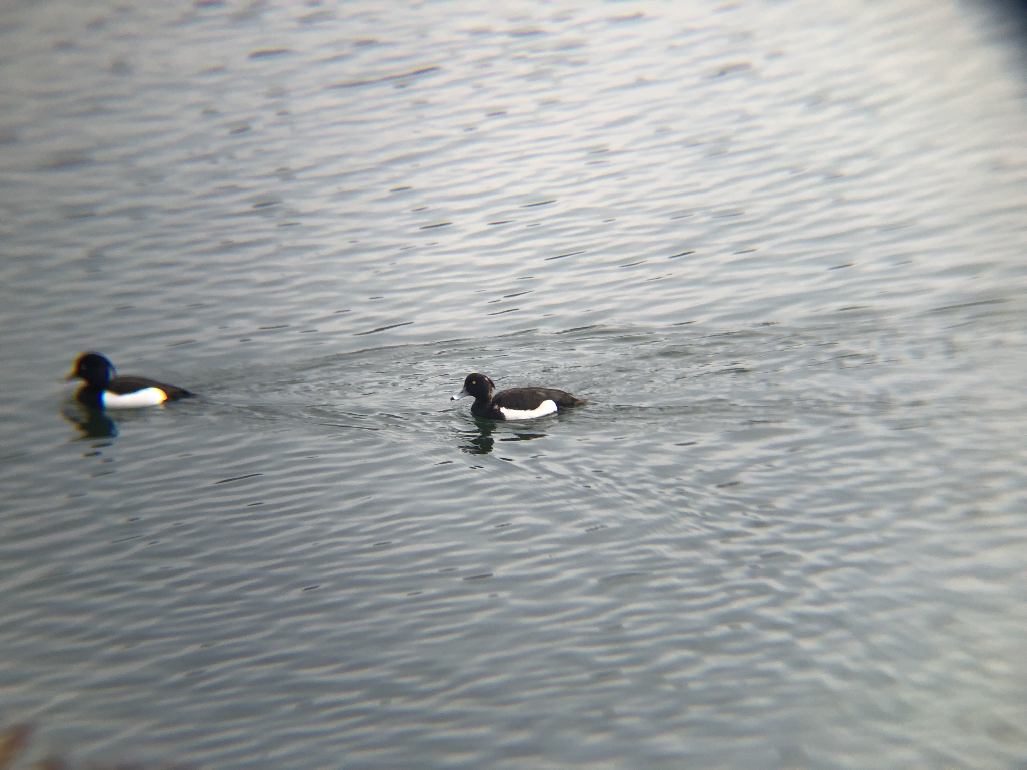 キンクロハジロ3月