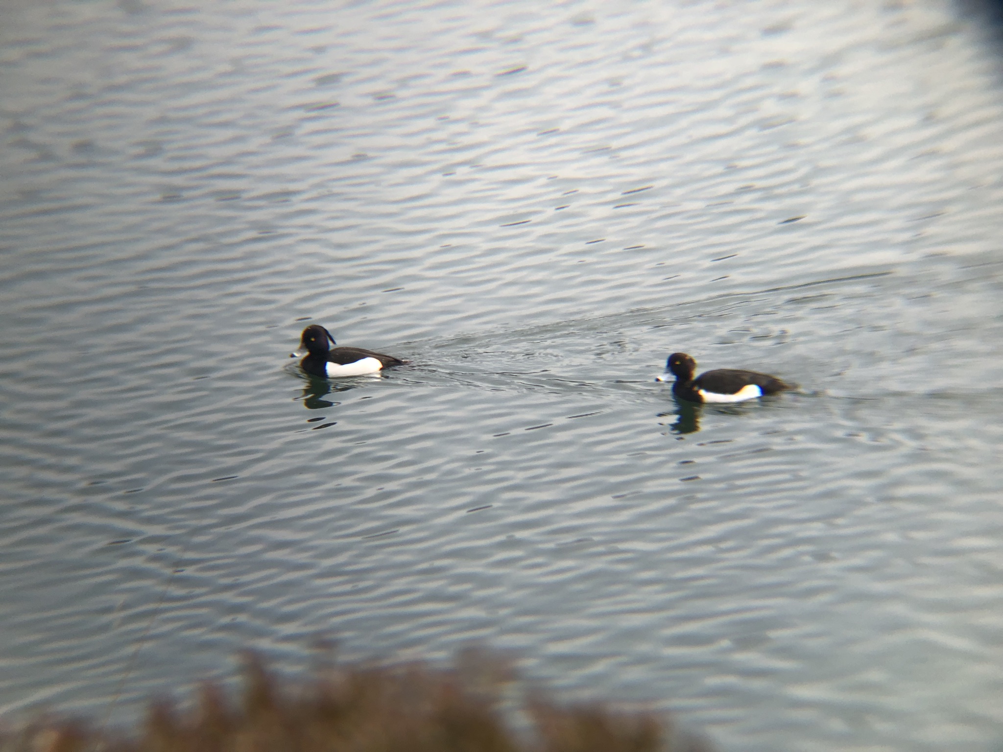 キンクロハジロ3月