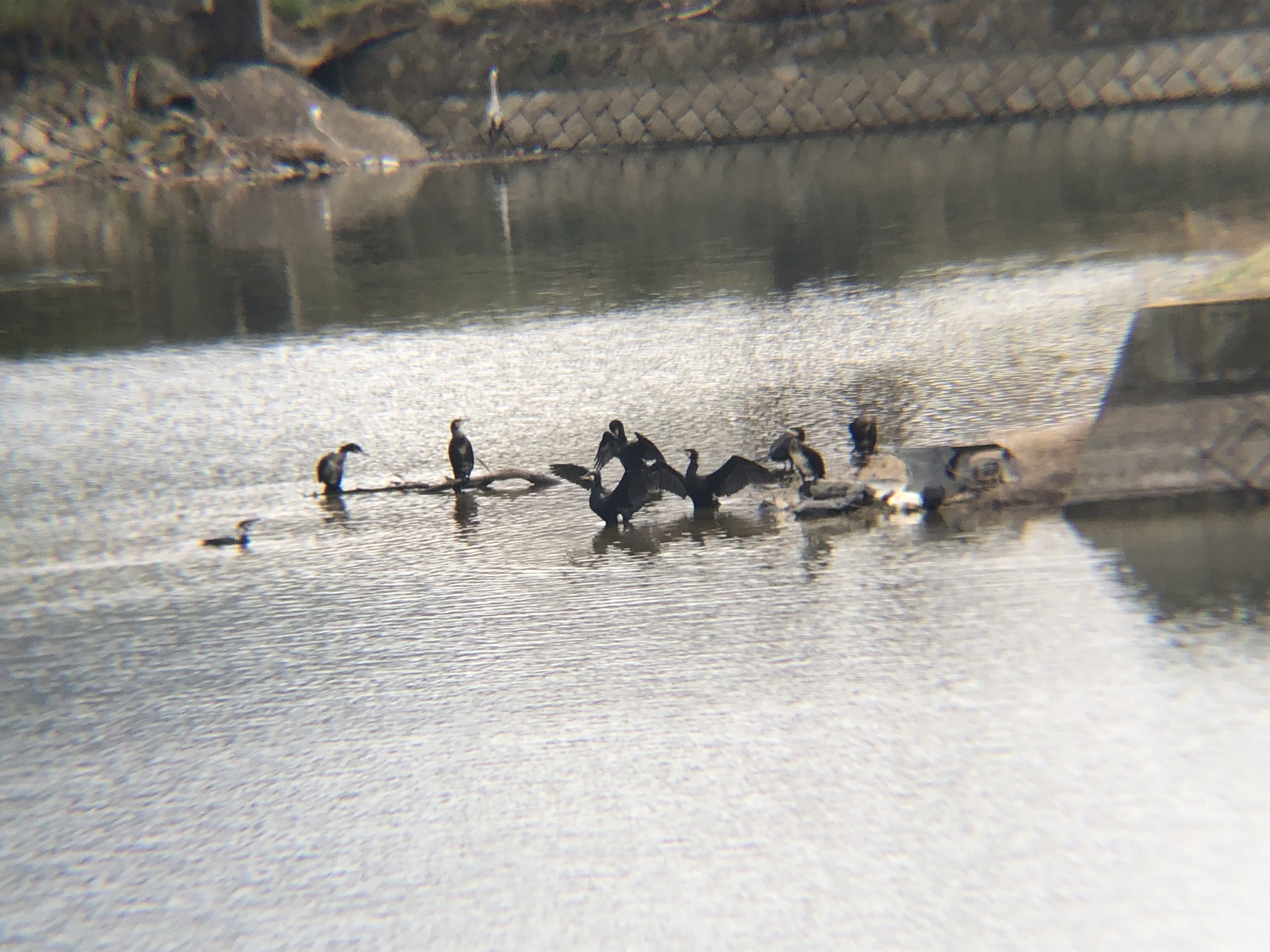 カワウとアオサギ3月