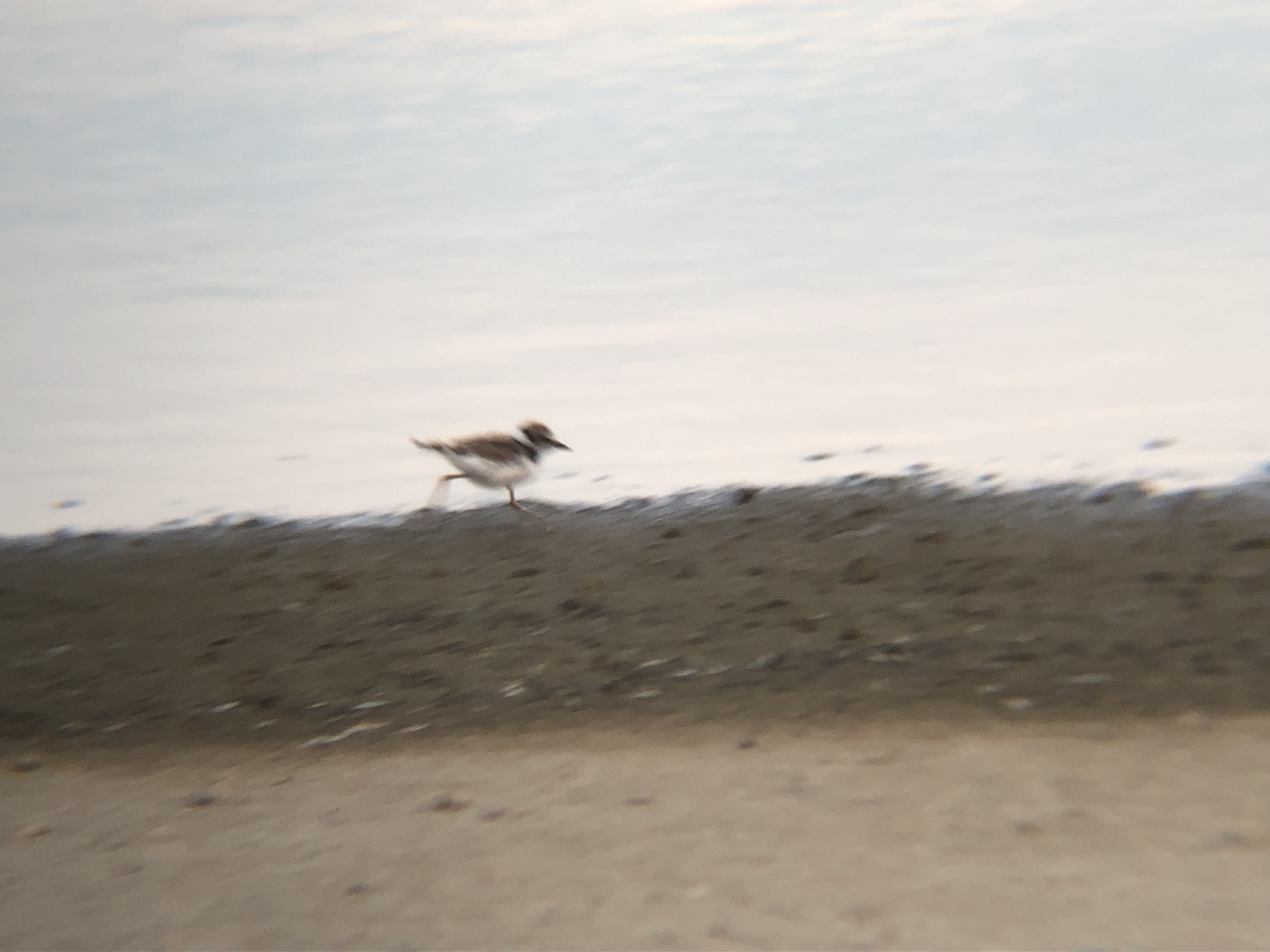 コチドリ 高松市屋島8月