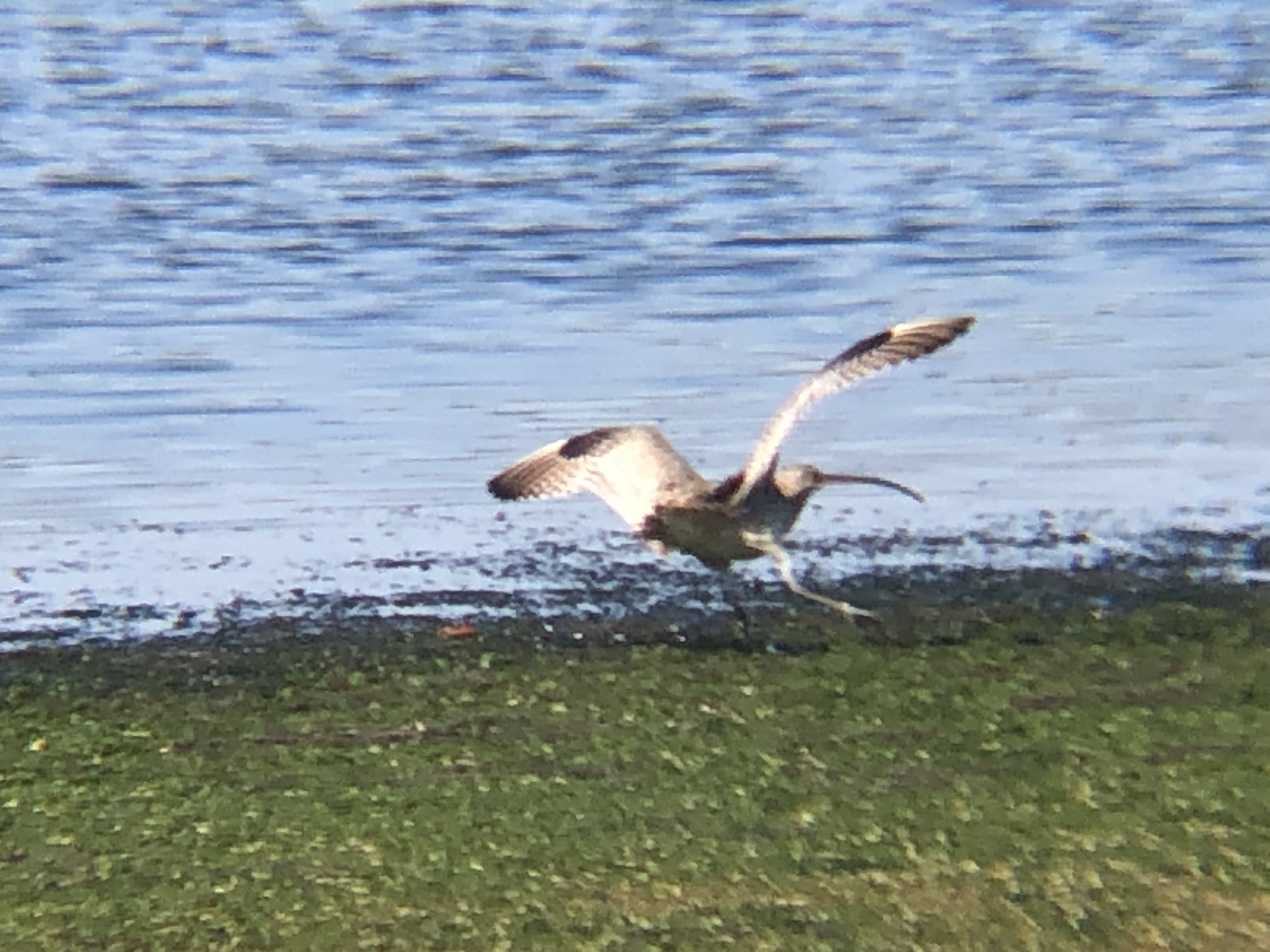 羽を広げているホウロクシギ