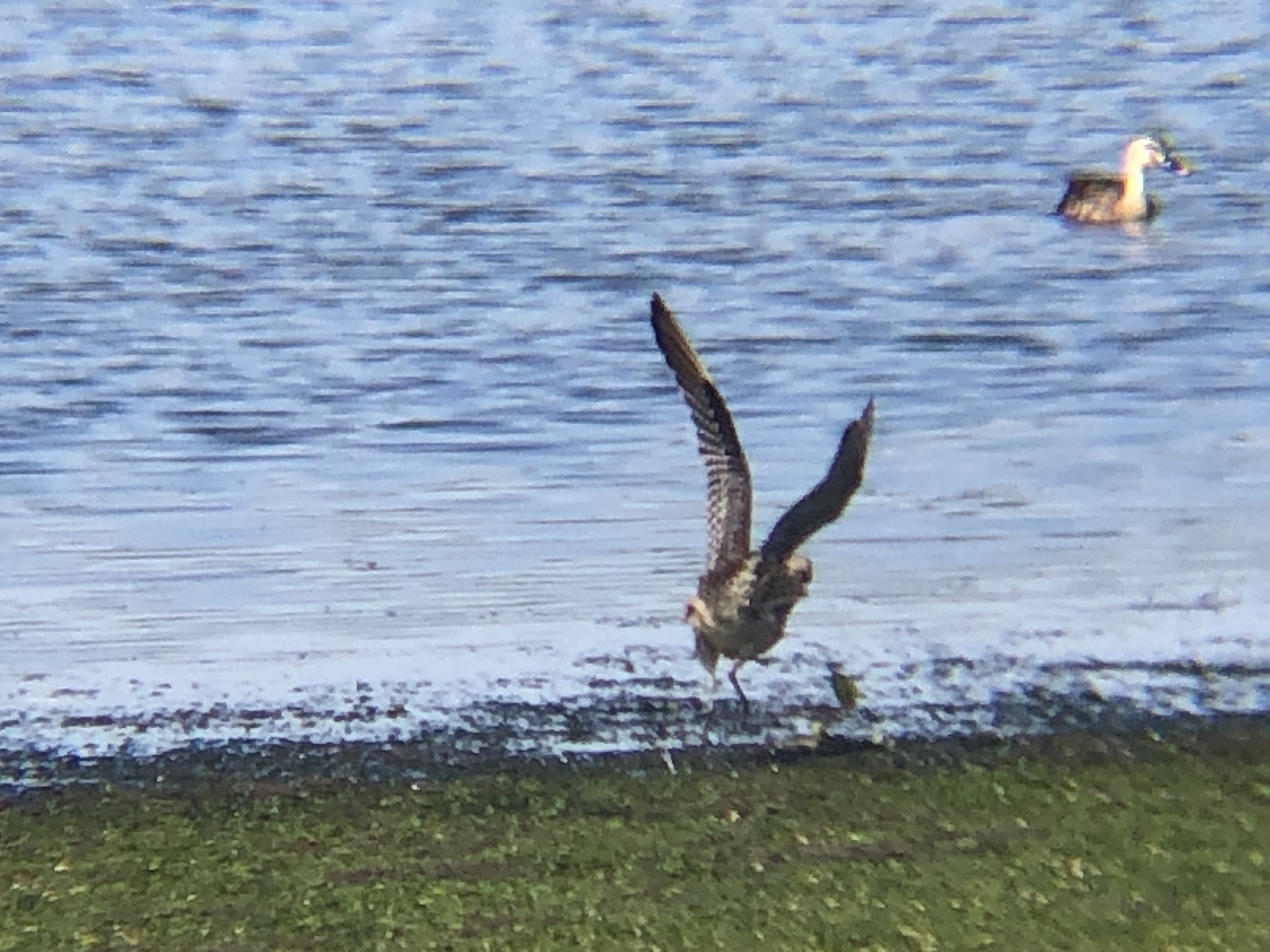 羽を広げているホウロクシギ