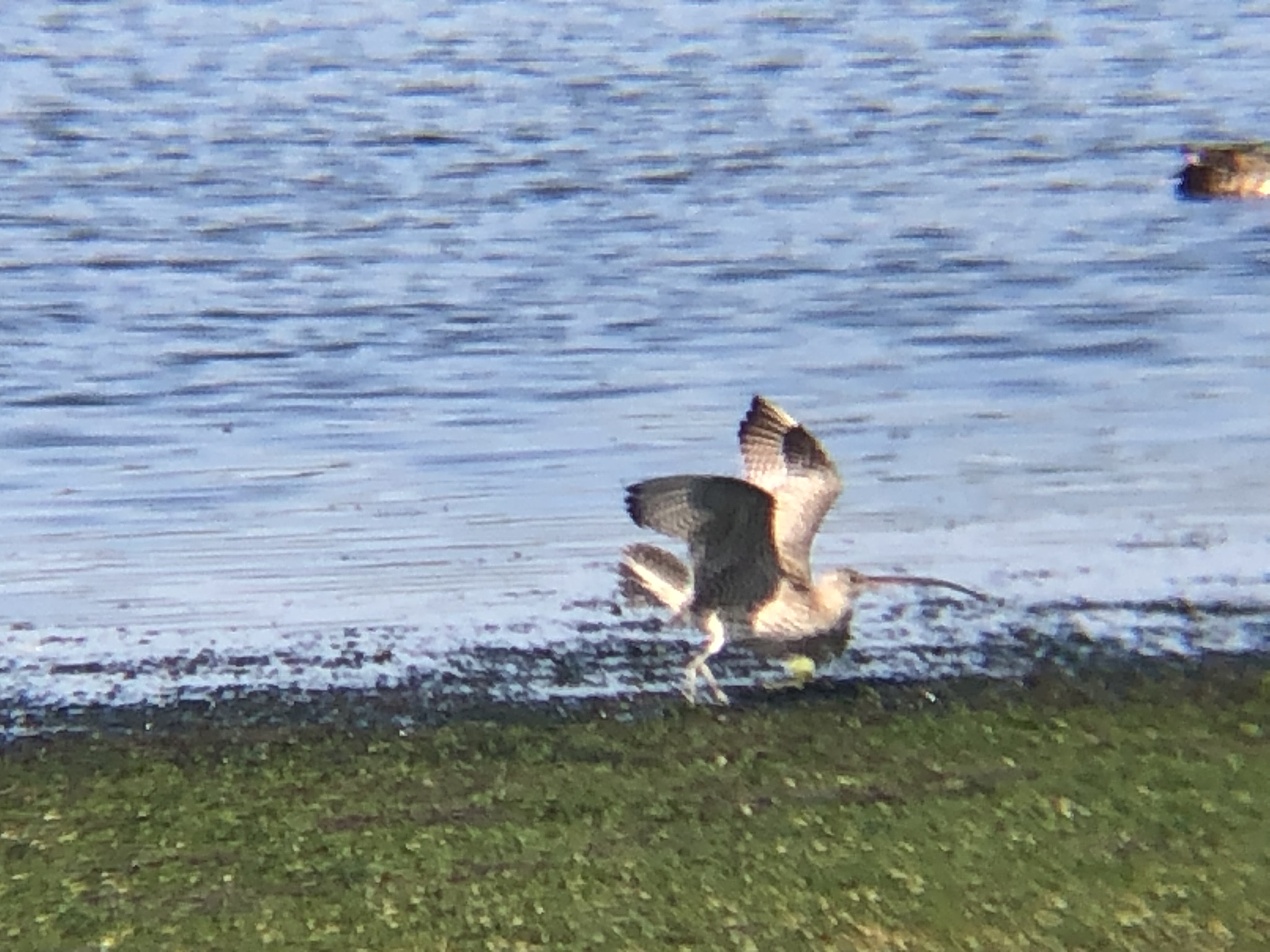 羽を広げているホウロクシギ
