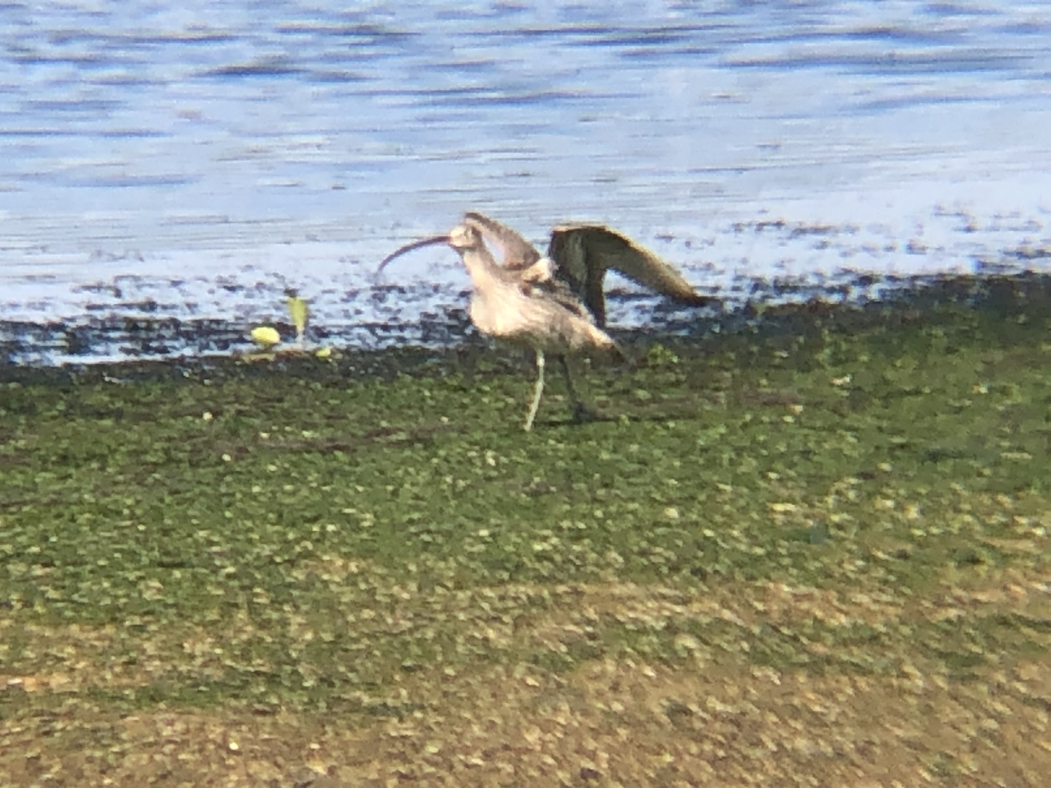 羽を広げているホウロクシギ