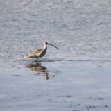 ホウロクシギ屋島