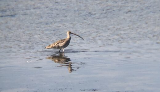 ホウロクシギ（焙烙鷸）