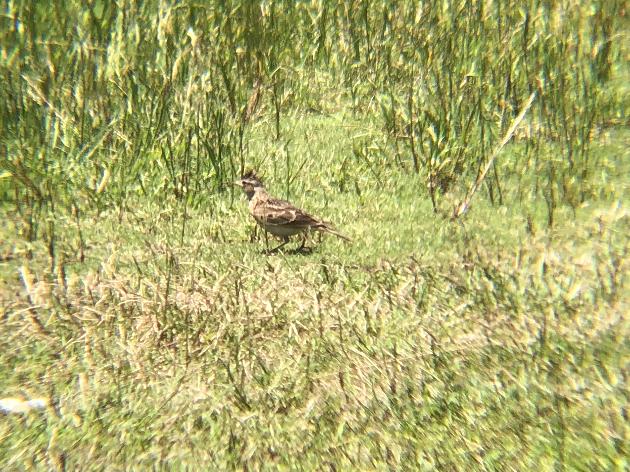 高松市屋島東町 ヒバリ6月