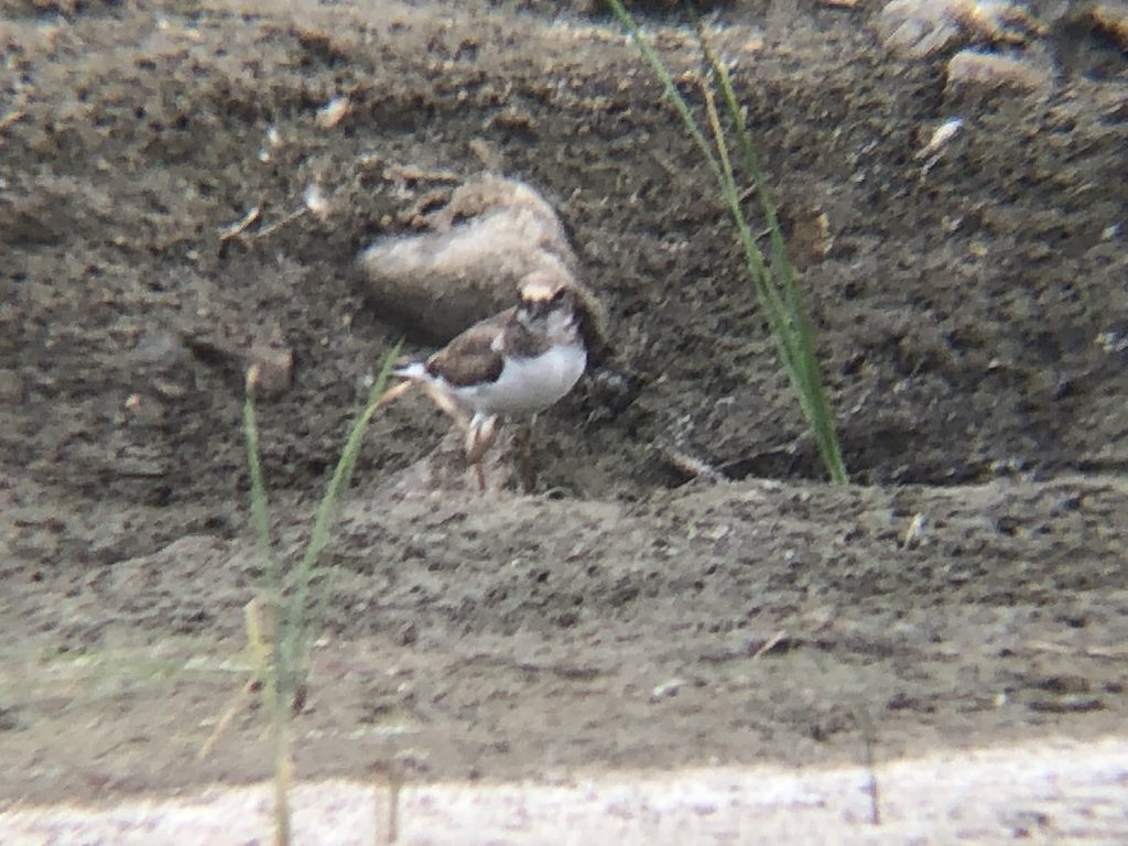 イカルチドリ８月下旬 高松市屋島東町
