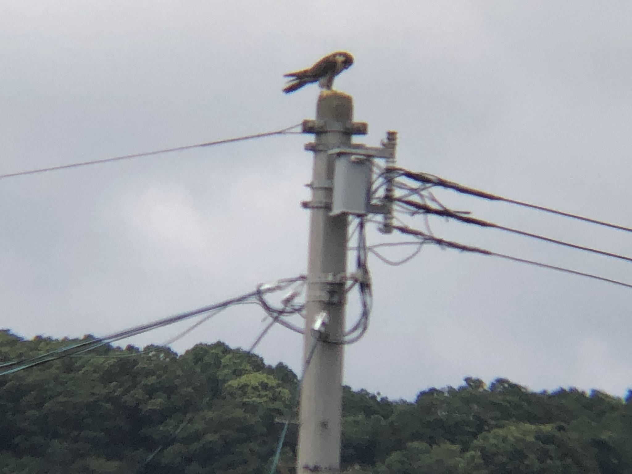 電柱の上にいるハヤブサ