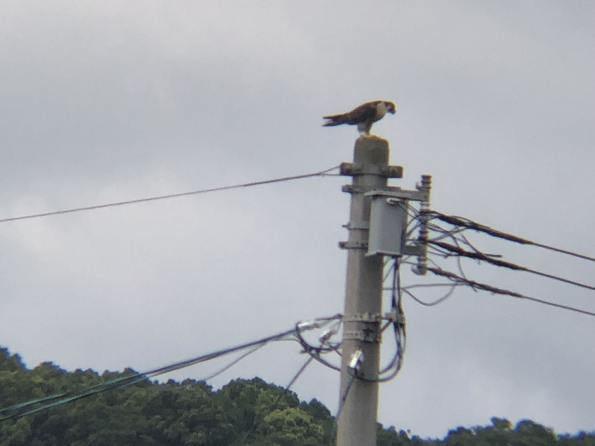 電柱の上にいるハヤブサ